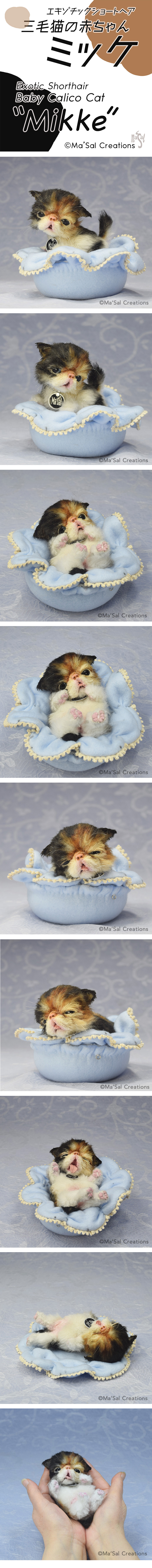 Ma'Sal Creations オリジナル / エキゾチックショートヘア 三毛猫の